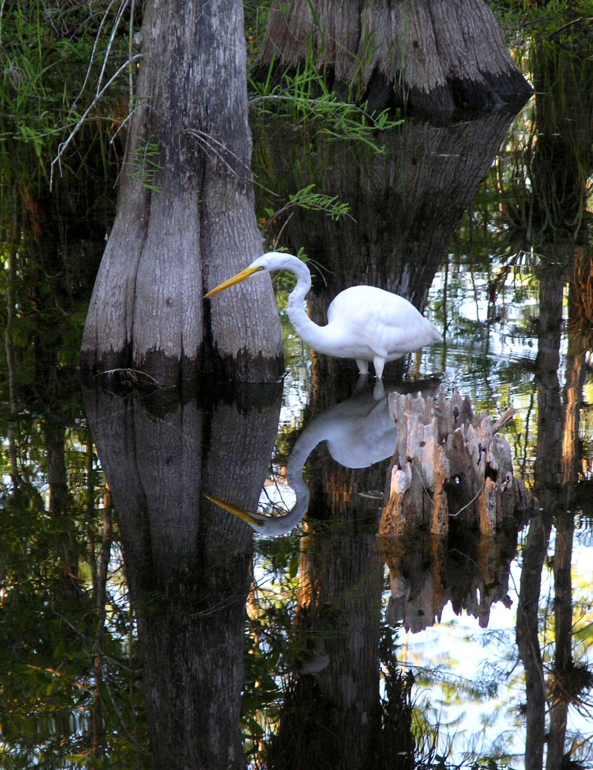 A Great Egret wading in shallow water