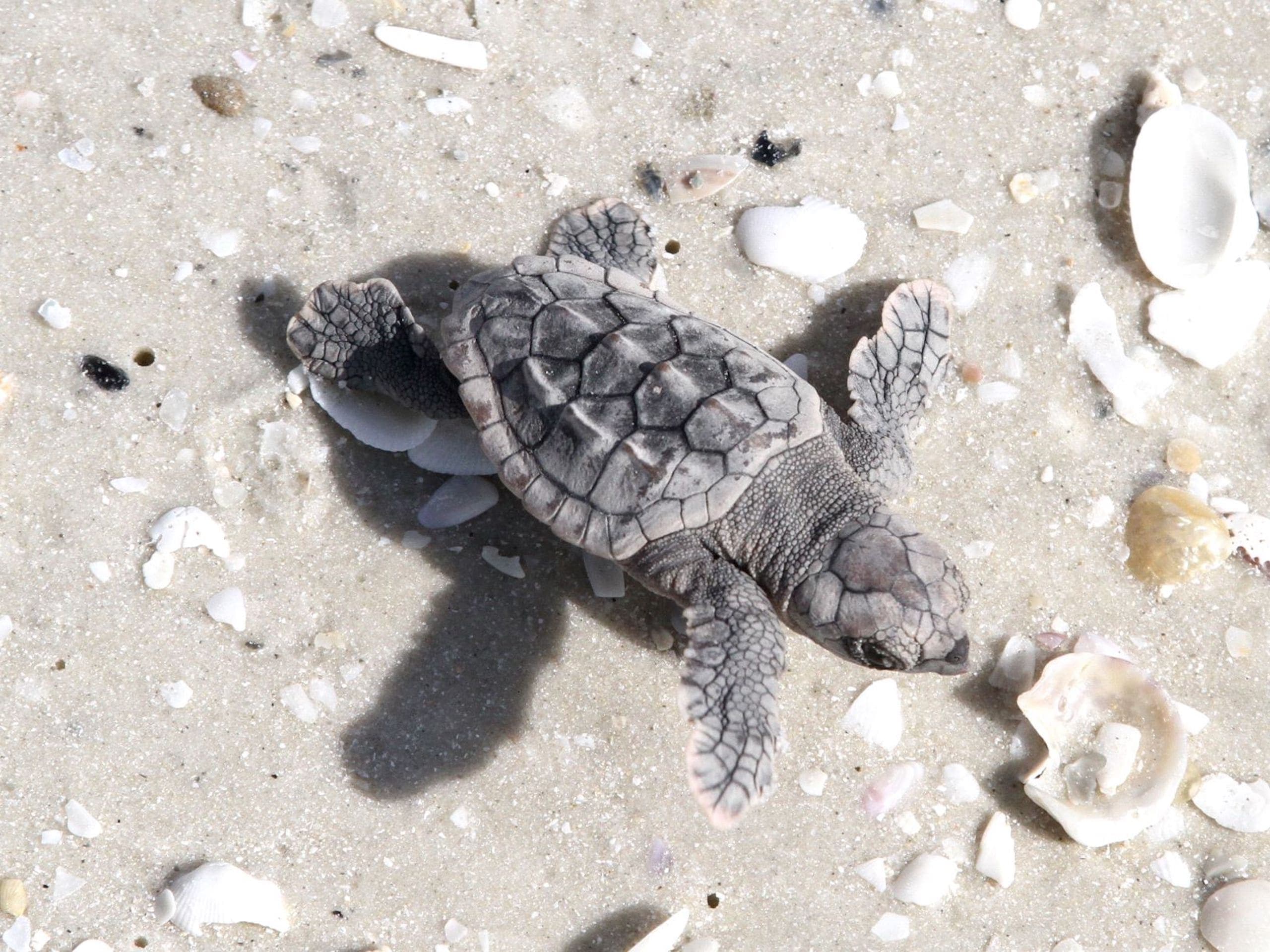 A hatchling on sandy water
