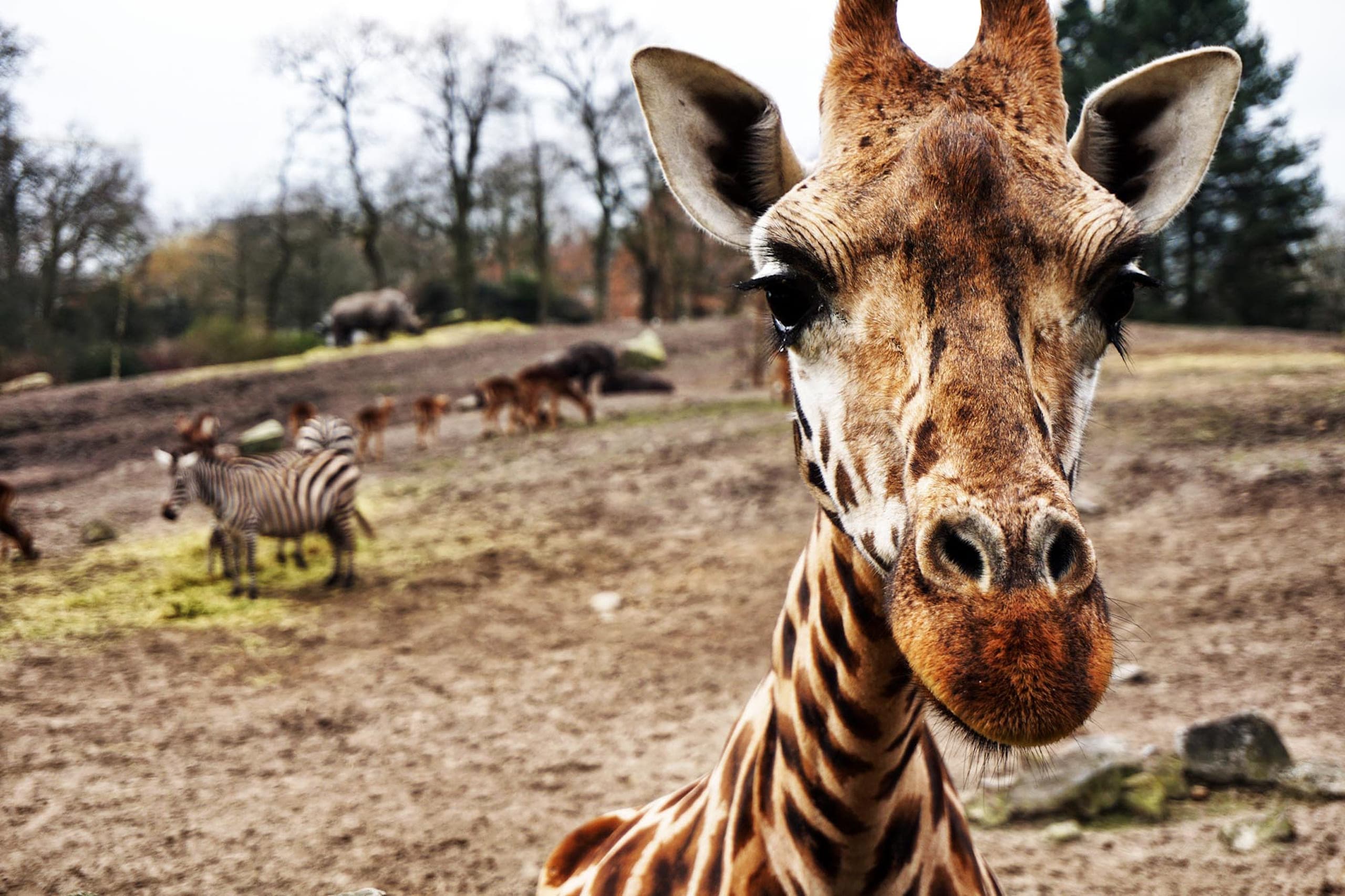 A close up of a giraffes head