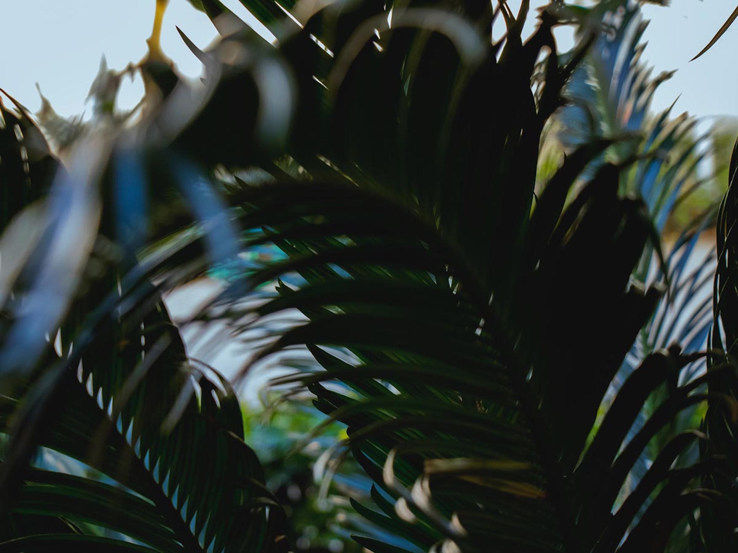 Close up of palm leaves at LaPlaya