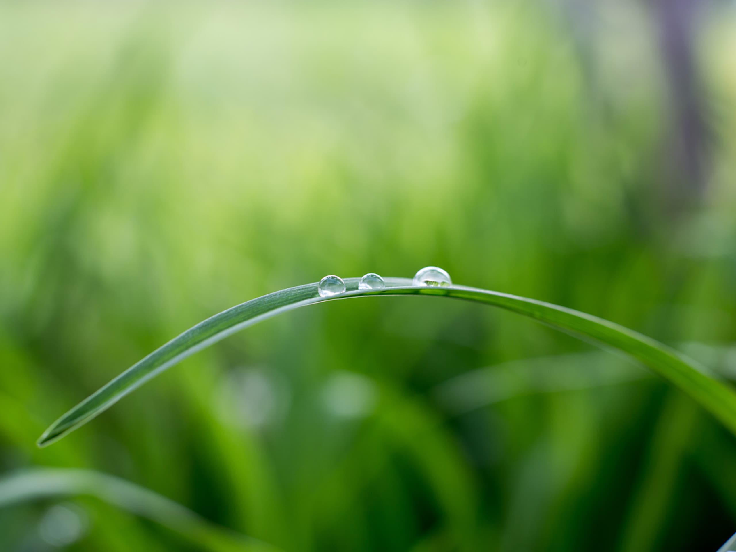A leaf of a plant with a water drop on it