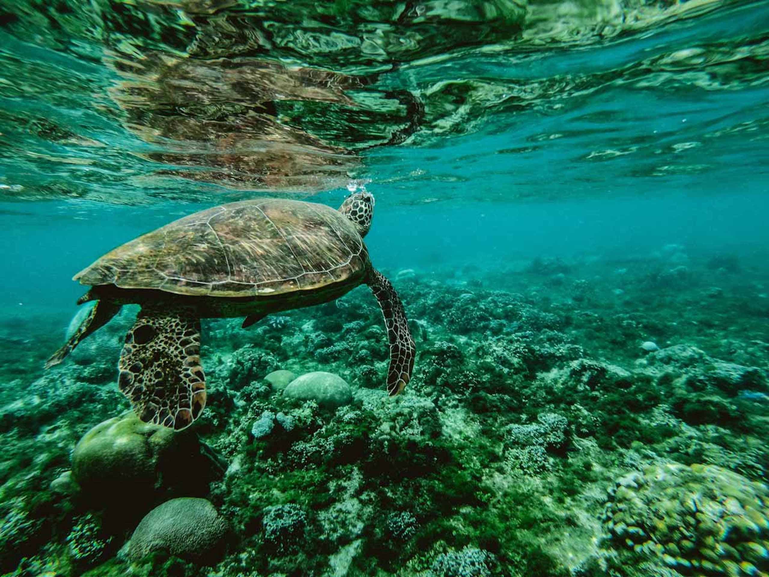 A sea turtle swimming under the water