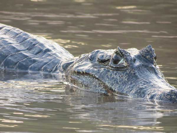 Alligator swimming in Southern Florida