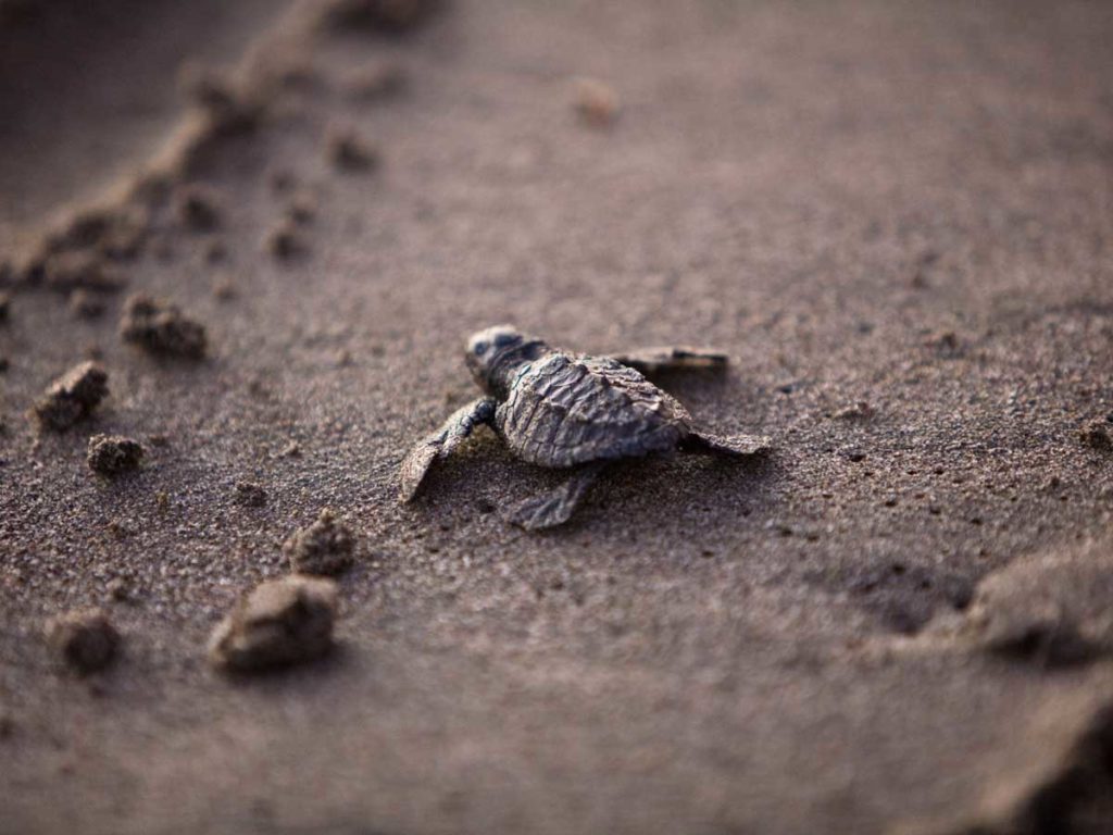 Baby sea turtle on beach near Naples, Florida