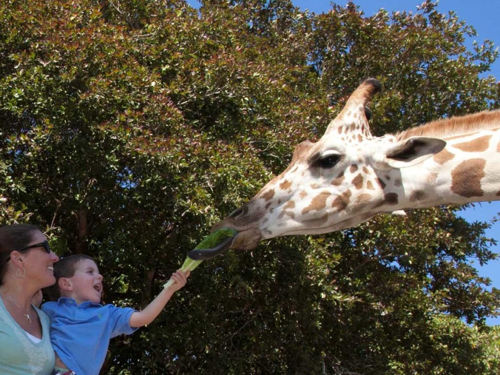 Giraffe eating at Zoo in Naples FL