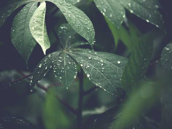 Leaves with water drops.